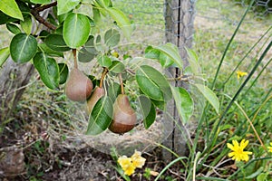Three red-green Williams pears growing on the branch photo