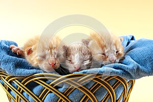 Three red-haired little kittens sleep in wicker basket on blue soft fabric