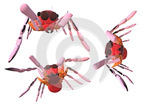 Three red jumping spiders on a white background
