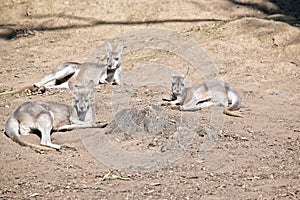 Three red kangaroo