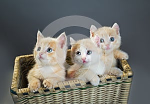 Three red kittens