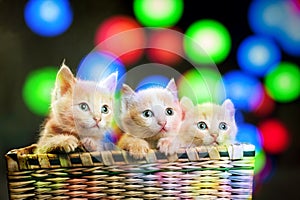 Three red kittens