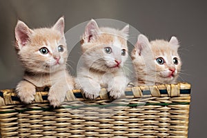 Three red kittens