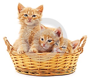 Three red kittens in a basket.