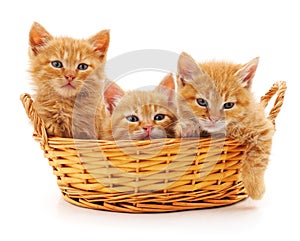 Three red kittens in a basket