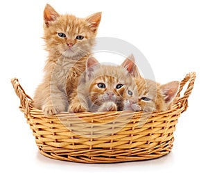 Three red kittens in a basket.