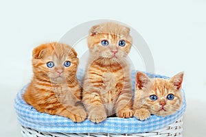 Three red kittens