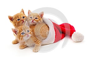 Three red kittens in the hat Santa