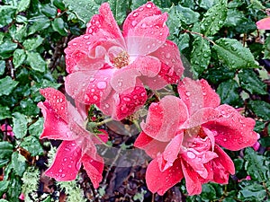 Three red Knock Out rose blossoms with dew