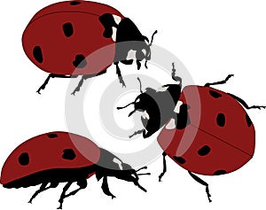 Three red ladybirds isolated on white