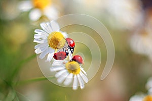 Three red ladybugs are sitting on a camomile. Summer natural still life for postcards