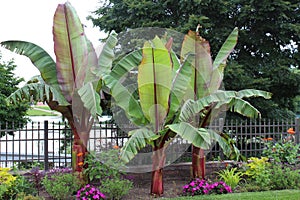 Three Red Leaf Abyssinian Banana Trees, Ensete ventricosum, orange Zinnias, pink Impatiens, and other various flowering plants