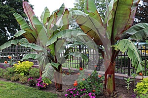 Three Red Leaf Abyssinian Banana trees, orange Zinnias, pink Impatiens and light green Coleus