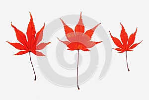 Three red maple leaves with their stems attached