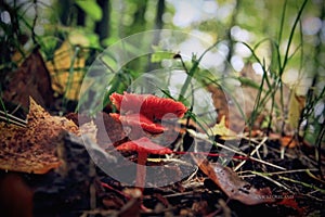 Three Red Mushrooms on Woodland floor.