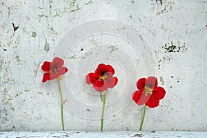 Three red nasturtium flowers on dirty rustic white background. Minimalistic creative composition with copy space