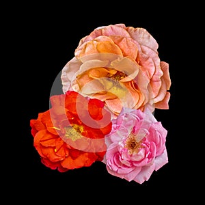 Three red orange pink rose blossoms in vintage painting style on black background