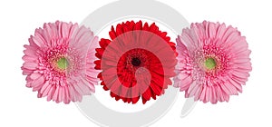 Three red and pink gerbera flowers on white background isolated close up, gerber flower pattern, decorative floral border