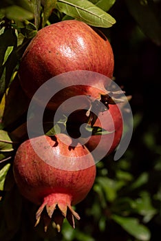 Three red pomegranates ripen on a pomegranate tree. In the background some leaves and shadows from the sun. The apples glow in the