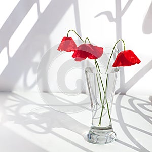Three red poppy flowers in glass vase with water on white table with contrast sun light and curly shadows close up