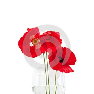 Three red poppies flowers on white table with contrast sun light and shadows and wine glass with water close