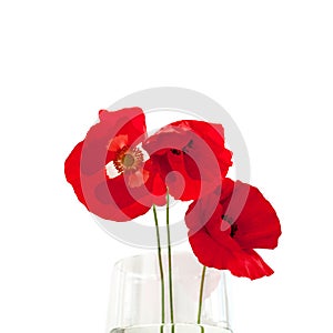 Three red poppies flowers on white table with contrast sun light and shadows and wine glass with water close up