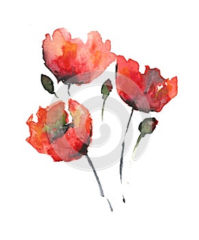 Three red poppies with stems isolated on a white background.