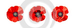 Three red poppies. Vector illustration.