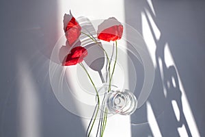 Three red poppy flowers on white table with contrast sun light and shadows and wine glass with water closeup top view