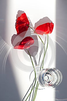 Three red poppy flowers on white table with contrast sun light and shadows and wine glass with water closeup top view