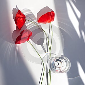 Three red poppy flowers on white table with contrast sun light and shadows and wine glass with water closeup top view