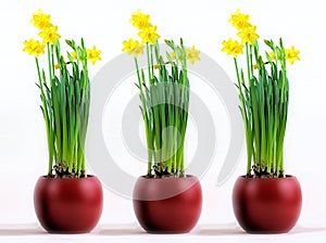 Three red pots with flourishing yellow daffodils