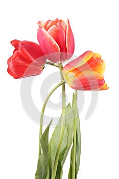 Three red flowers tulip isolated on a white background