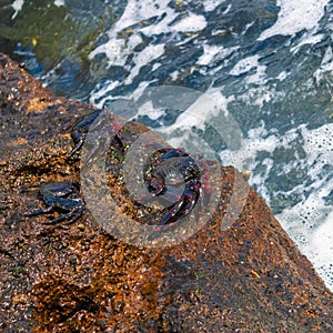 Three red rock crabs grapsus adscensionis sitting on the rock near the ocean - Image photo