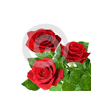 Three red rose flowers in a corner