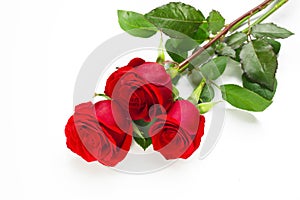 three red roses