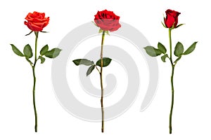 Three red roses