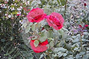 Three red roses
