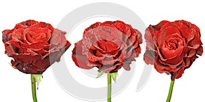 Three red roses