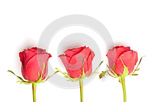 Three red roses