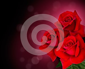Three red roses are on black background