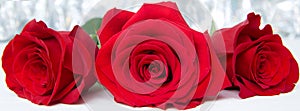 Three Red Roses with boke Background. copy space - Valentines and 8 March Mother Women's Day concept