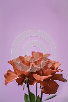 Three red roses cluster on pink background