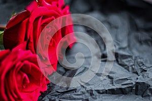 Three red roses on a dark background