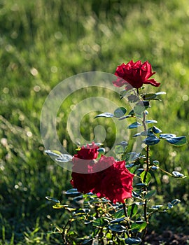 Three red roses in the garden