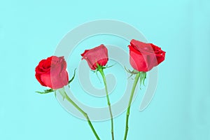 Three red roses on light blue background.