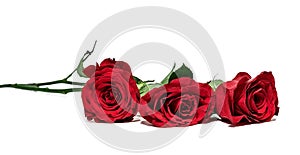 Three red roses lying on a white background. the focus on the near rose