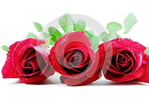 Three Red roses