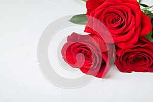 Three Red Roses on white wooden Background. copy space - Valentines and 8 March Mother Women's Day concept