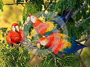 Three red and scarlet macaws in the tree